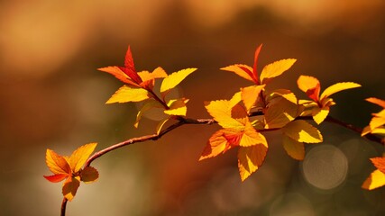 Beautiful autumn garden scenery in Korea