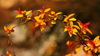 Beautiful autumn garden scenery in Korea