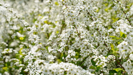 Spring flowers in Korea