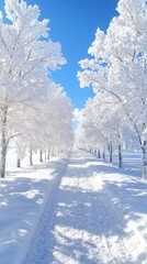 Fototapeta premium Snowy Trees Path in Winter Wonderland