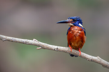 the blue-eared kingfisher perching on branch