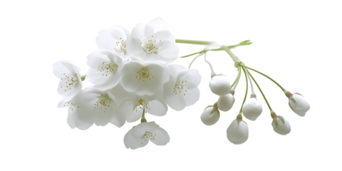 White Cherry Blossom Branch Illustration Isolated Transparent Background