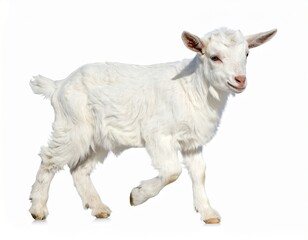 Fototapeta premium White little goat isolated. Goat on white background.