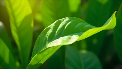 Fototapeta premium collage of fresh tropical green leaves on green background with shadow