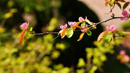 Beautifully blooming quince blossoms in spring