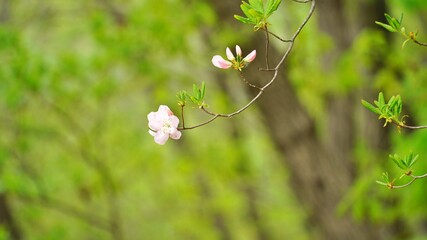 Spring flowers in Korea