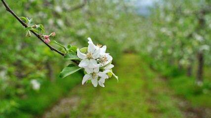 Beautiful apple blossoms in the orchard