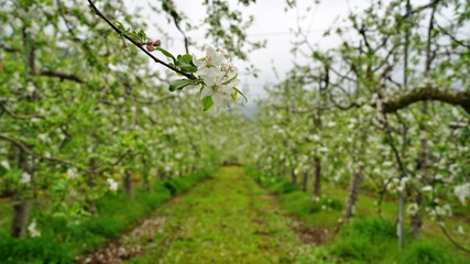 Beautiful apple blossoms in the orchard