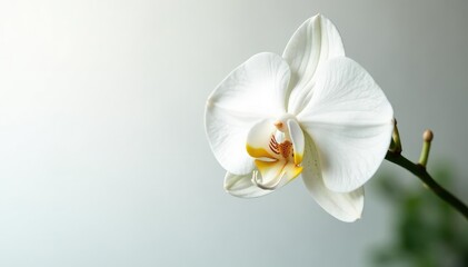 Delicate white orchid blossom against pure white backdrop, petal, graphic