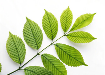 Fototapeta na wymiar green leaves isolated on white