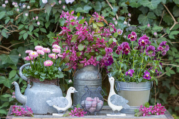 Oster-Arrangement mit Ostergänsen, Wachteleiern, Stiefmütterchen (Viola  wittrockiana), Gänseblümchen (Bellis perennis) und Zierapfel-Blüten (Malus)
