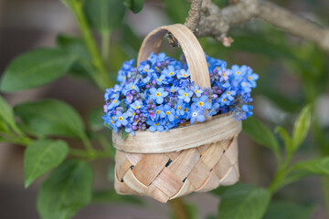 florales Arrangement mit Vergissmeinnicht (Myosotis) im Korb hängend im Garten