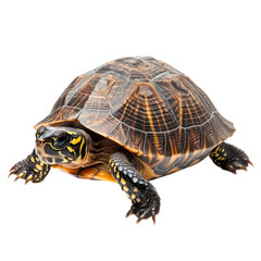 Fototapeta premium Colorful turtle crawling on a surface with unique patterns and textures under bright lighting at an indoor location