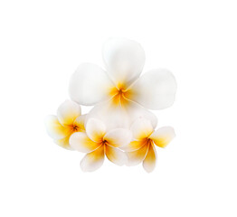 Frangipani flower isolated on transparent png © SHALENA