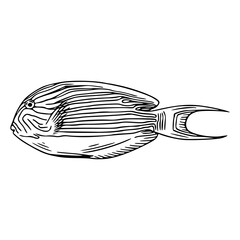 detailed shiped surgeonfish line art