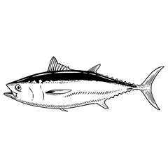 powerful tuna fish vector illustration