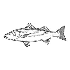 classic stiped bass vector illustration