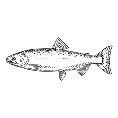 wild salmon vector illustration