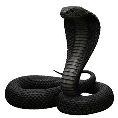 Fototapeta premium Majestic Black Cobra: High-Resolution Snake Image