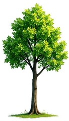 Branches of tree isolated on white background, organic, leafy