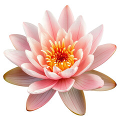 Beautiful pink water lily blooming in a serene pond setting under daylight
