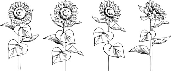 ひまわりの線画