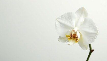 Delicate white orchid blossom against pure white backdrop, bloom, pure, nature photography