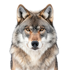 Wolf with striking gaze showcasing detailed fur patterns and expressive eyes in a serene pose
