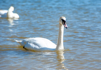 Swan swim in the lake
