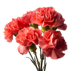 Elegant Organic Carnation Flower Bouquet Display