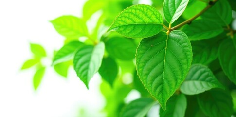 Fototapeta premium lush green leaves with intricate veins isolated on white background, green, tree