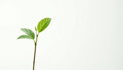 Single, delicate sapling against pure white backdrop , white background, treetop, color
