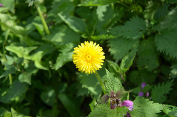 Bright dandelion flower
