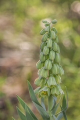 Blooming Fritillaria persica 'Alba' on a Blurred Background