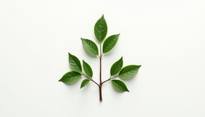 Obraz premium Three branches forming a triangular shape on a white background with a subtle shadow effect, organic, shadow