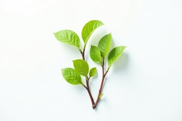 Three branches forming an inverted triangle on a white background with a subtle gradient effect, white background, organic, isolated