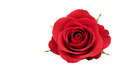 Close-up of a vibrant red rose with deep crimson petals,  a single flower against a black background