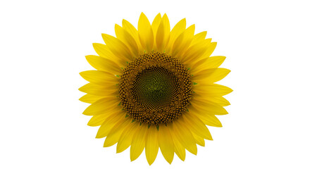 Fototapeta premium Close-up of a vibrant sunflower with detailed petals and a dark center