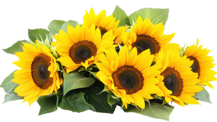 Obraz premium Flowers of Sunflower Isolated on Clean White Background