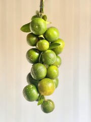 Lemon Cui (Calamansi) is a small, round citrus fruit native to Southeast Asia, especially popular in Indonesia, the Philippines, and Malaysia. It has a thin green to yellowish skin when ripe and a jui