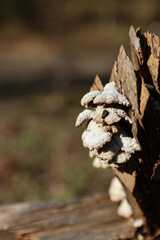 Schizophyllum commune is a common wood-decay fungus found on dead trees and logs. Known for its fan-shaped fruiting bodies and gill-like structures, it plays a key role in forest ecosystems.