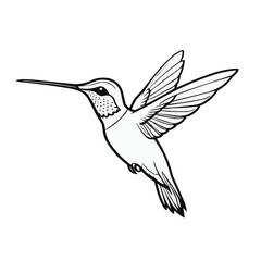 Fototapeta premium Hovering hummingbird line art, detailed bird illustration in elegant minimalist style