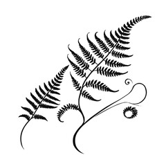 Detailed fern leaf botanical illustration, natural forest plant line drawing