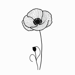 Single poppy flower illustration with stem and bud, delicate botanical line art drawing