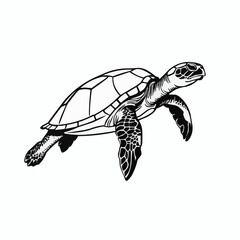 Swimming sea turtle illustration, marine reptile in detailed black line art style