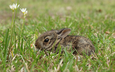 Baby Cottontail Rabbit Exploring Field in Rural East TX