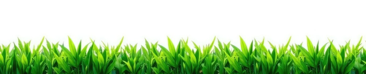 Leafy greens isolated on white background with a minimalist aesthetic, grass, trees, plant