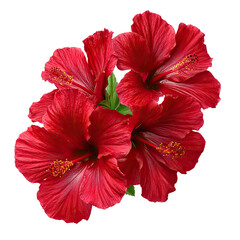Tropical hibiscus flowers assorted colors, vibrant tropical hibiscus flowers bright summer floral, colorful hibiscus tropical flowers for exotic summer visuals