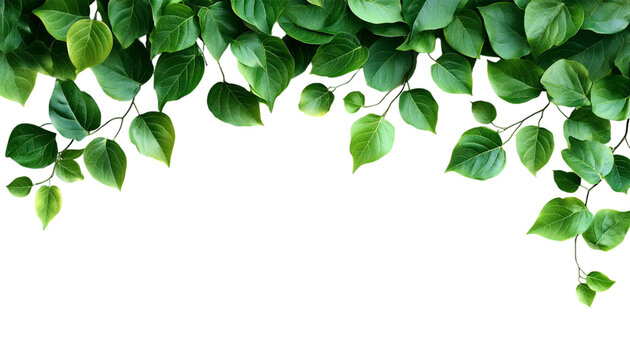 green leaves background isolated on transparent background