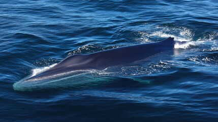 Fototapeta premium Blue Whale Surface: Majestic Ocean Giant